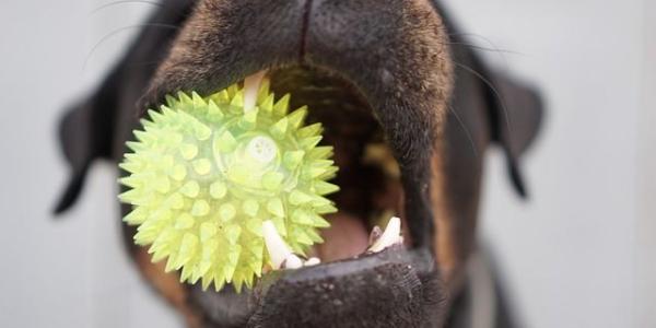 La salud dental de los perros 