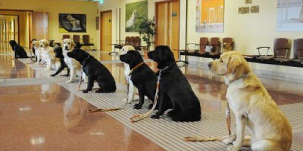Perros guía en formación