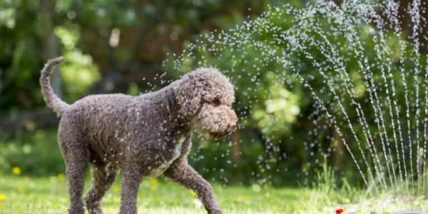 Maneras de refrescar a nuestro perro