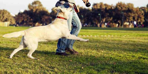 Los adiestradores de perros se convierten en la mejor opción para educar a tu amigo canino