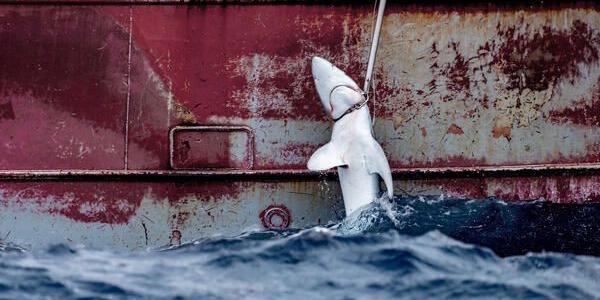 Pescando crías de tiburones