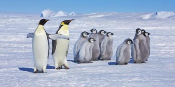 Pingüinos de la Anártida