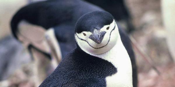 Las microsiestas de los pingüinos barbijo para seguir trabajando