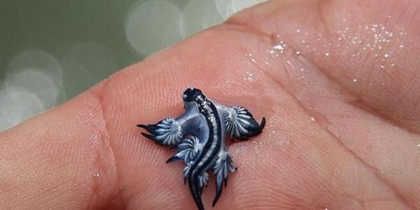 Dragón azul ¡