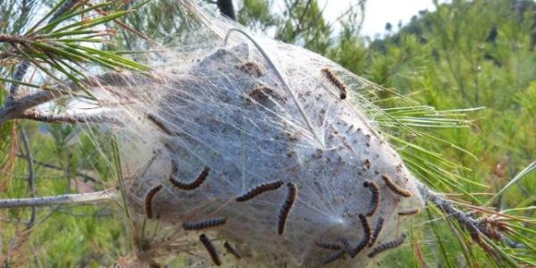 Bolsón dónde la oruga procesionaria se refugia en invierno