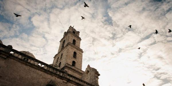 Plagas de aves sobrevolando una catedral