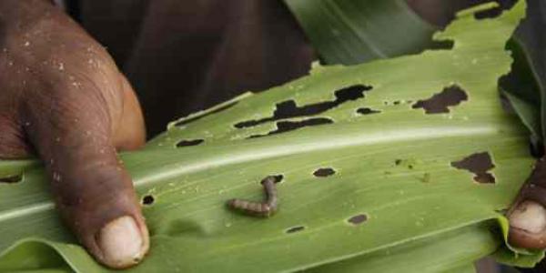 Planta de maíz atacada por la plaga del gusano cogollero