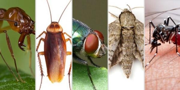 Tipos de plagas de insectos