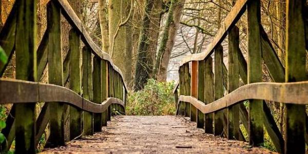 Vista de un puente en el bosque / Pixabay