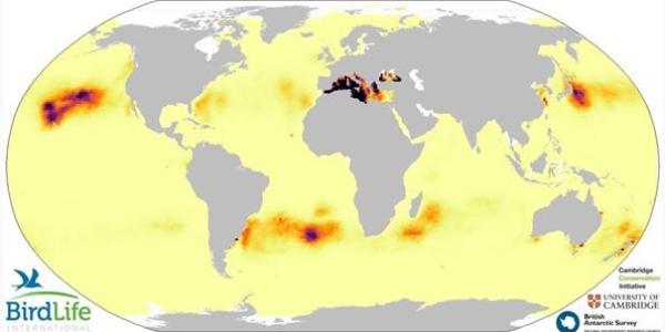 Los puntos 'calientes' para las aves marinas por contaminación plástica