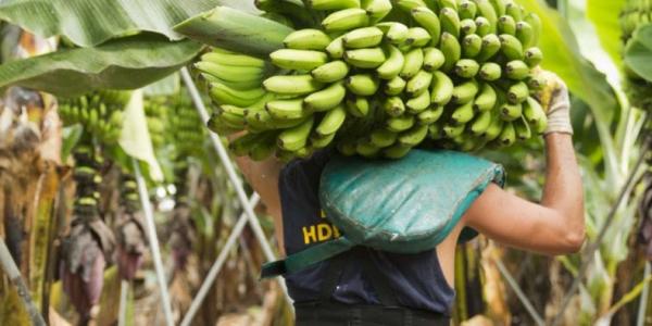 El plátano de Canarias es el más sostenible