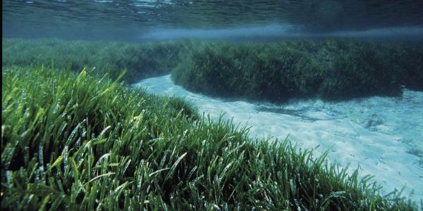 Posidonia bajo el Mediterráneo español