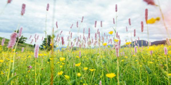 Imagen de una pradera/Envatoelements Praderas y ecosistemas naturales