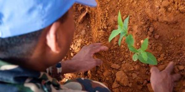 Un casco azul planta un árbol en el exterior de la sede de la Misión de la ONU en Sudán, en la localidad de El Fasher. 