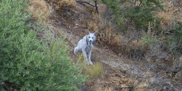 El lince ibérico leucístico fotografiado y filmado por Ángel Hidalgo.