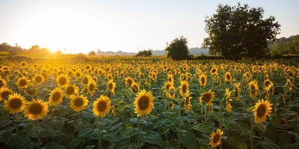 Producción de girasol