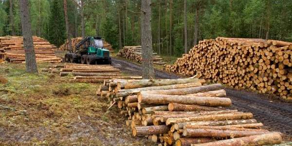 Productos libres de deforestación