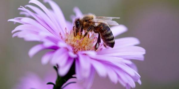 Creación de una Ley Europea de Biodiversidad