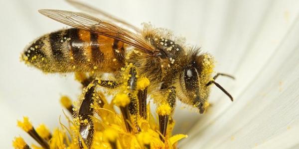 Las abejas polinizadoras