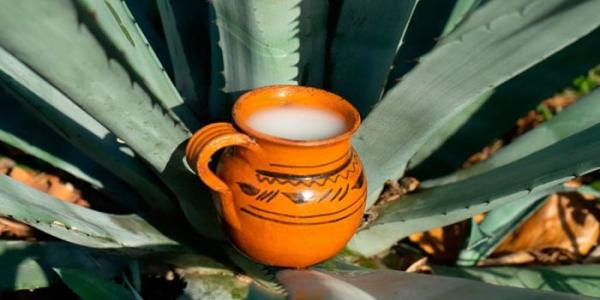 Pulque/Top Adventure