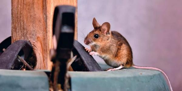 Los científicos descubren que las ratas tienen imaginación