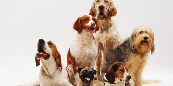 Mascotas: las razas de perros más populares
