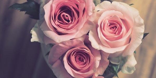 Rosas para regalar este Día de la Madre 2022