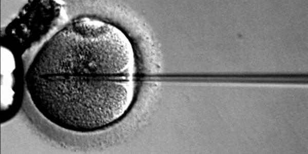 FIV, Fecundación In Vitro