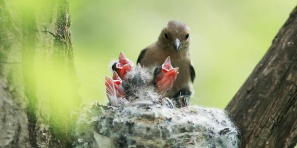 Polluelos en un nido de aves