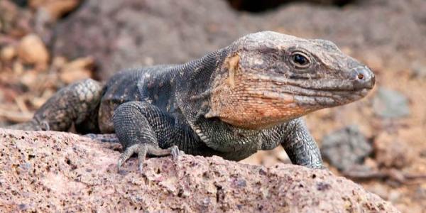 Lagarto de Gran Canaria en peligro de extinción