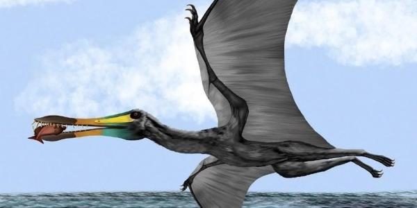 Ilustración cedida por Edwin Cadena que muestra un pterosaurio, reptil vertebrado volador 