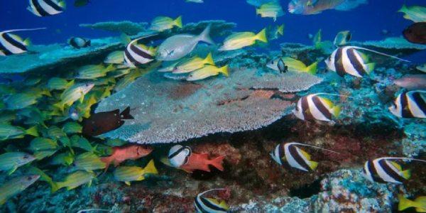 Peces bajo la reserva marina de Hawaii