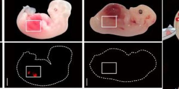 Riñón humano en embrión de cerdo, el cultivo de órganos, más cerca