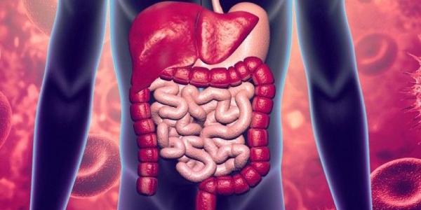 La salud digestiva implica al aparato digestivo