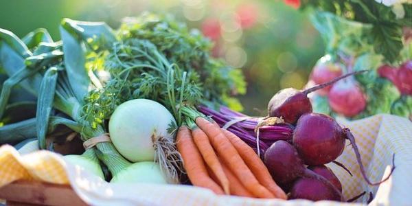 La sanidad vegetal sensibiliza a todo el planeta para cuidar las plantas.