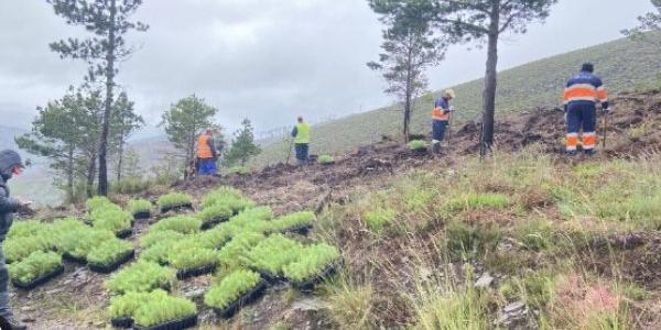 Así es la lucha del Santander contra la deforestación