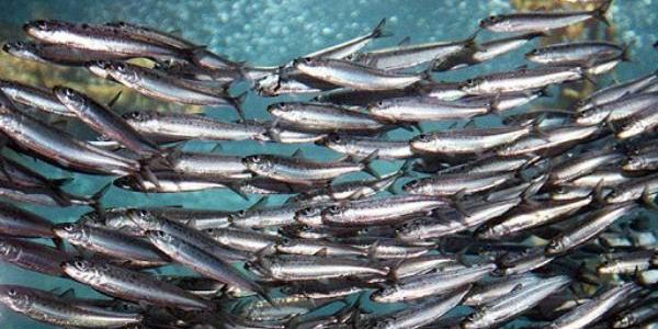 Población de sardina ibérica