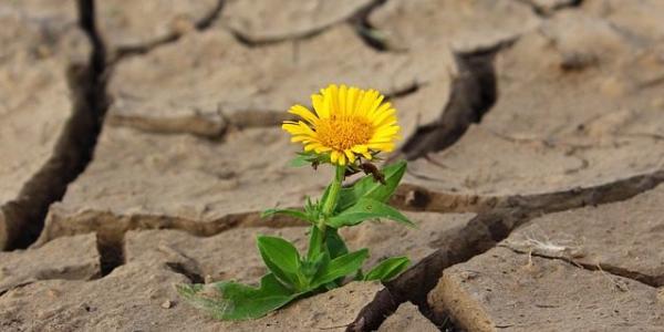 Flor creciendo en un suelo seco afectado por la sequía