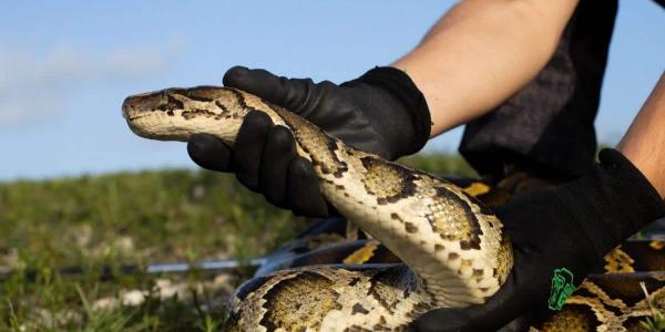 Los investigadores descubren que las serpientes tienen clítoris