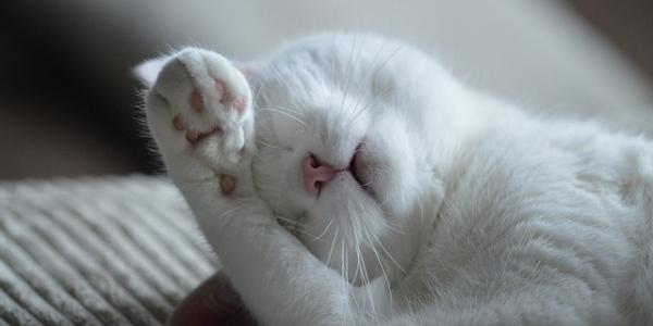 Gato dormido