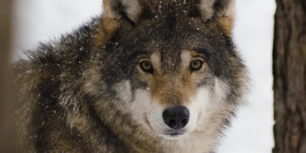 Suecia pone cara a la UE para reducir la población de lobos a la mitad