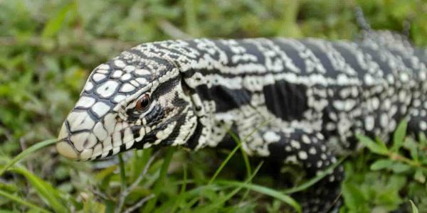 Lagarto gigante tegu en Georgia