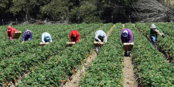 Temporeros trabajan en el campo 