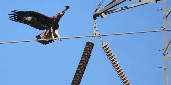 Tendidos eléctricos y un ave a punto de morir