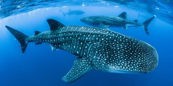 Tiburón ballena junto a otros de su especie