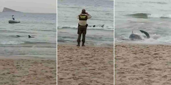 Pánico en las playas españolas por la presencia de tiburones