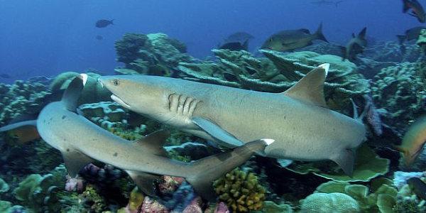 Especies de tiburones de arrecife