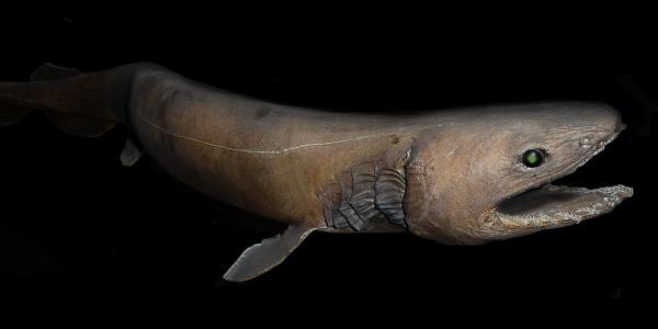 Historias de los tiburones prehistóricos