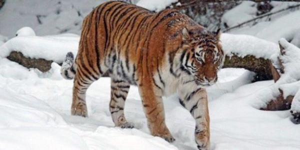 La NASA y Google se unen para proteger a los tigres