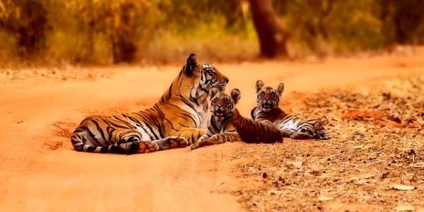 Tigres en la India
